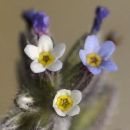Forget-me-not, Changing