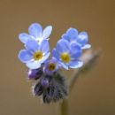 Forget-me-not, Field