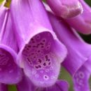 Foxglove