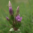 Gentian, Field