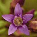 Gentian, Autumn