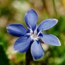 Gentian, Spring