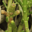 Glasswort, Perennial