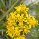 Goldenrod