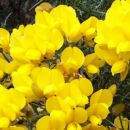Gorse