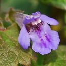Ground-ivy
