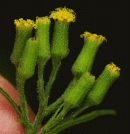 Groundsel, Heath
