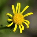 Groundsel, Sticky