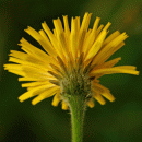 Hawkbit, Rough