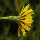 Hawkbit, Autumn