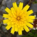 Hawkbit, Lesser