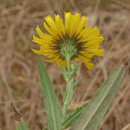 Hawkweed, Narrow-leaved