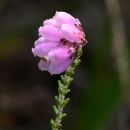 Heath, Cross-leaved