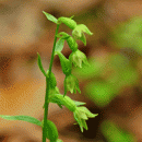 Helleborine, Green-flowered