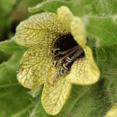 Henbane