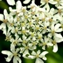 Hogweed