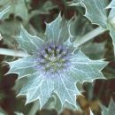 Sea-holly