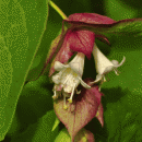 Honeysuckle, Himalayan