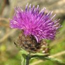 Knapweed, Common