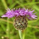 Knapweed, Greater