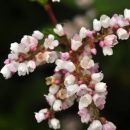 Knotweed, Lesser