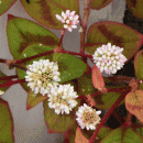 Knotweed, Pink
