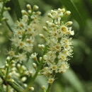 Laurel, Cherry
