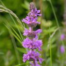 Purple-loosestrife
