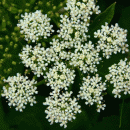 Lovage, Scots