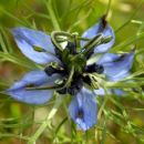 Love-in-a-mist