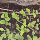 Fern, Maidenhair