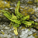 Spleenwort, Maidenhair