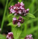 Marjoram, Wild
