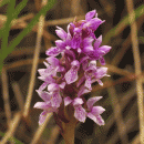 Marsh-orchid, Early - ssp. pulchella
