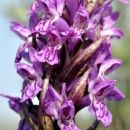 Marsh-orchid, Flecked