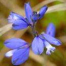 Milkwort, Heath