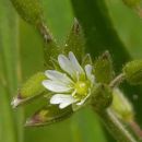 Mouse-ear, Common
