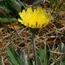Hawkweed, Mouse-ear