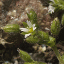 Mouse-ear, Sea