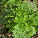 Nettle, Small