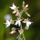 Enchanter's-nightshade