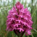 Orchid, Pyramidal