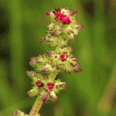 Orache, Grass-leaved