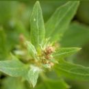 Orache, Spear-leaved