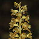 Orchid, Bird's-nest