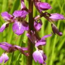 Orchid, Early-purple