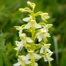 Butterfly-orchid, Lesser 