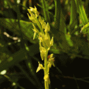 Orchid, Bog