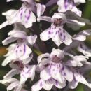 Spotted-orchid, Common