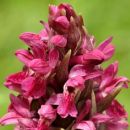 Marsh-orchid, Early - ssp coccinea